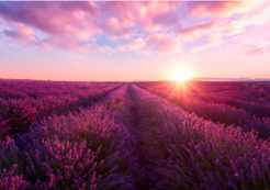 Soothing Lavender