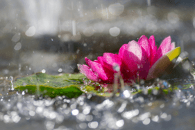 Waterlilly & Rain 