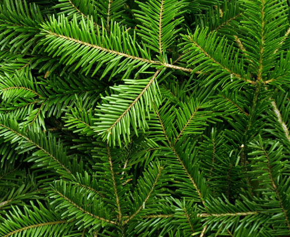 fir tree 