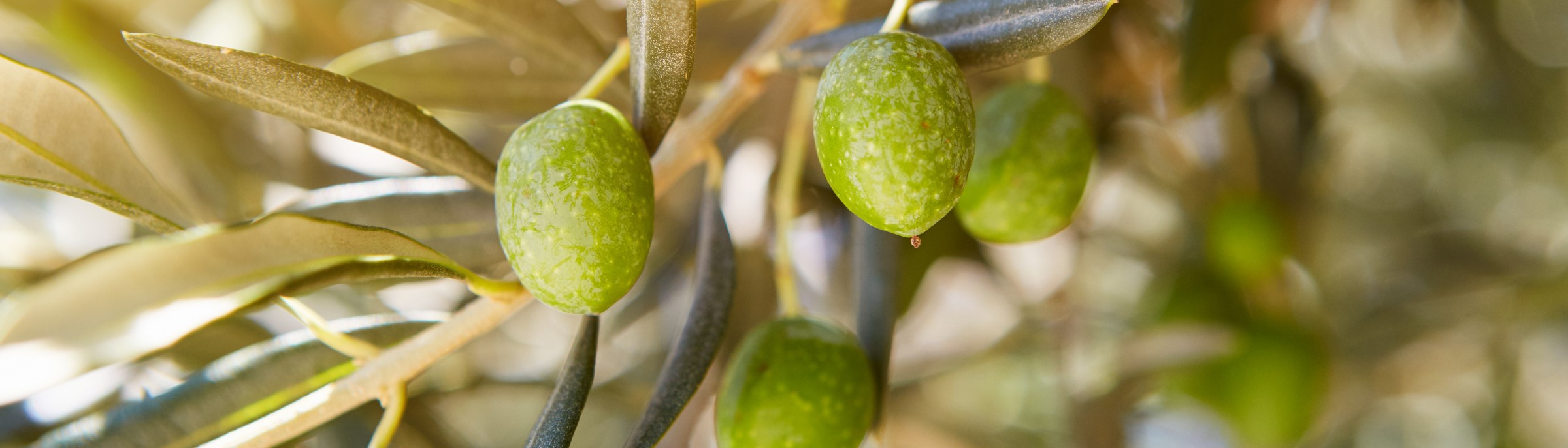 Close up of olive tree bearing olives ready for olive oil extraction